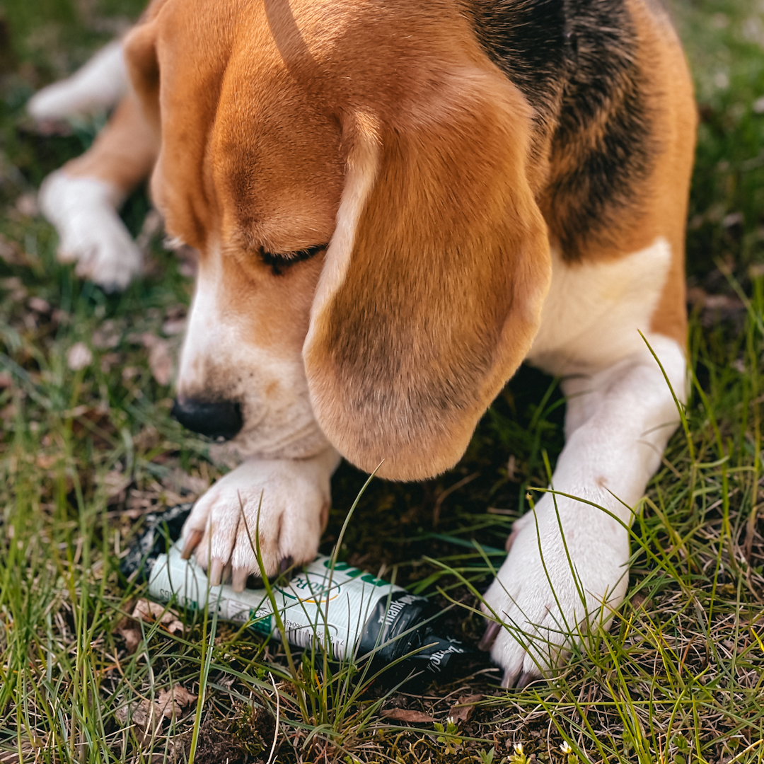 Dog Waste Bags